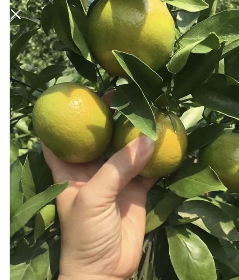 精心种植皇帝柑