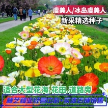 冰岛虞美人种子耐寒耐阴春秋播花种子景观花海易活庭院盆栽