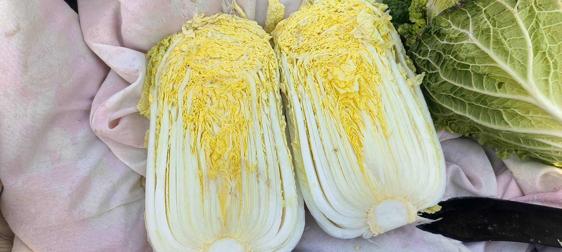 娃娃菜不同颜色对比