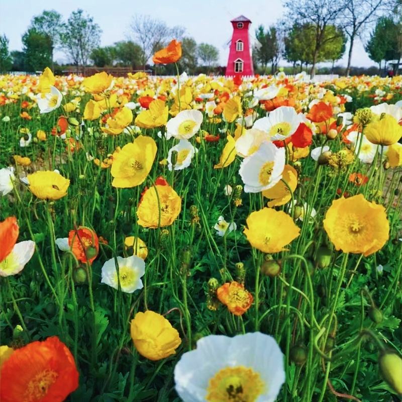 冰岛虞美人种子耐寒耐阴春秋播花种子景观花海易活庭院盆栽