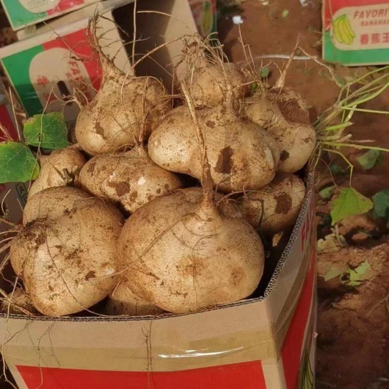广东精品凉薯，大量一手货源，品质保证，量大从优