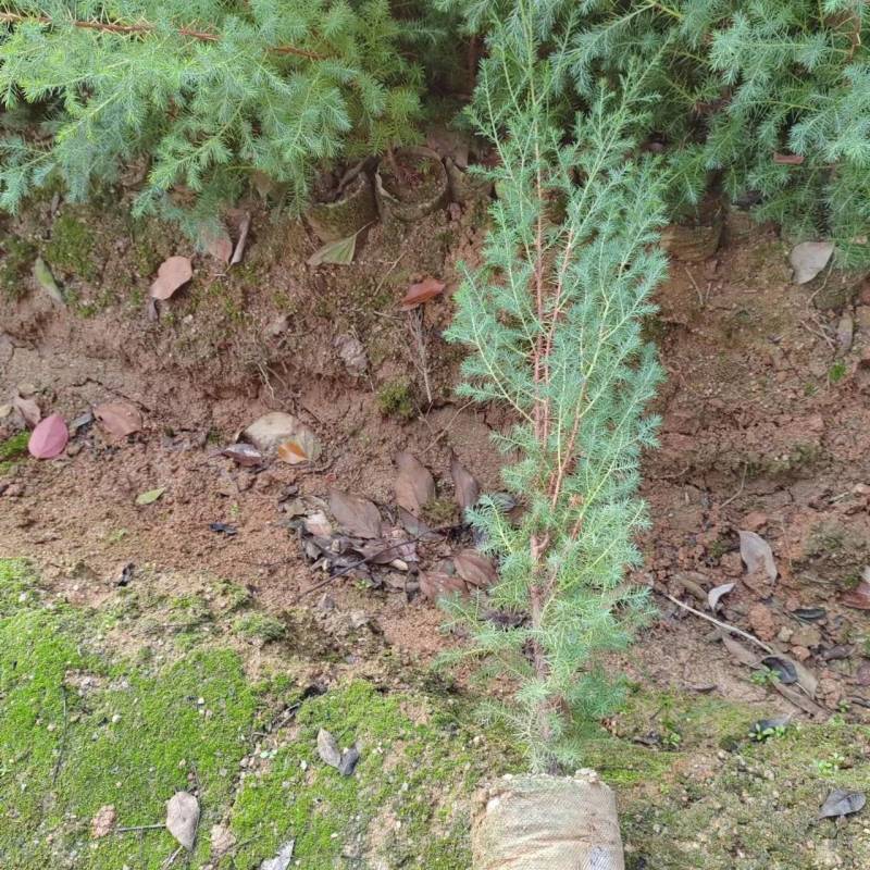 基地直发柏木营养袋苗、柏木裸根苗、柏木土球苗