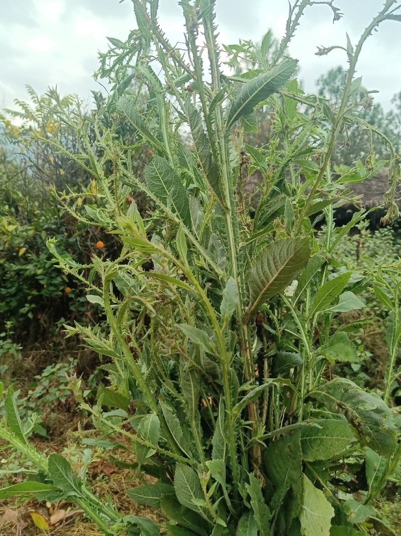 云南野生中药材六耳棱臭灵丹新鲜羊尾三靓六棱菊清热