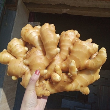 山东优质大黄姜,电商货,团购货,水洗姜产地直发,全国代发