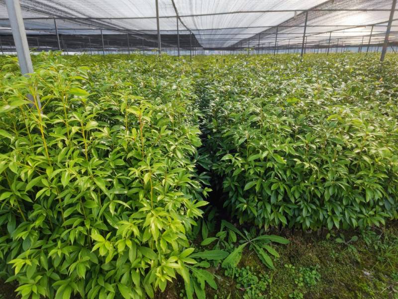 基地直发各种规格无纺布楠木营养袋苗，楠木容器苗