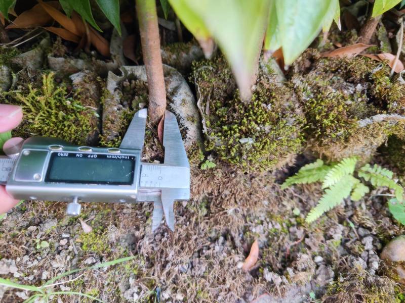 基地直发各种规格无纺布楠木营养袋苗，楠木容器苗