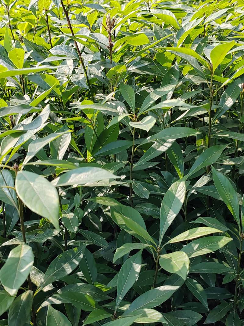 基地直发各种规格无纺布楠木营养袋苗，楠木容器苗