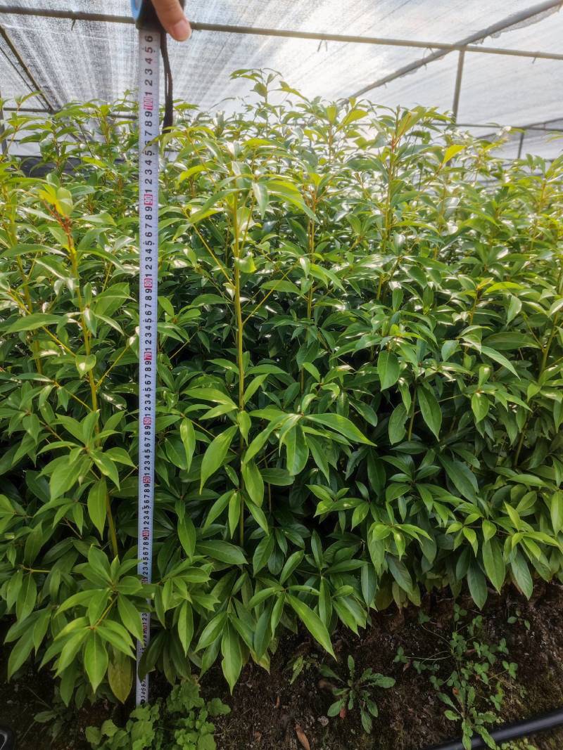 基地直发各种规格无纺布楠木营养袋苗，楠木容器苗