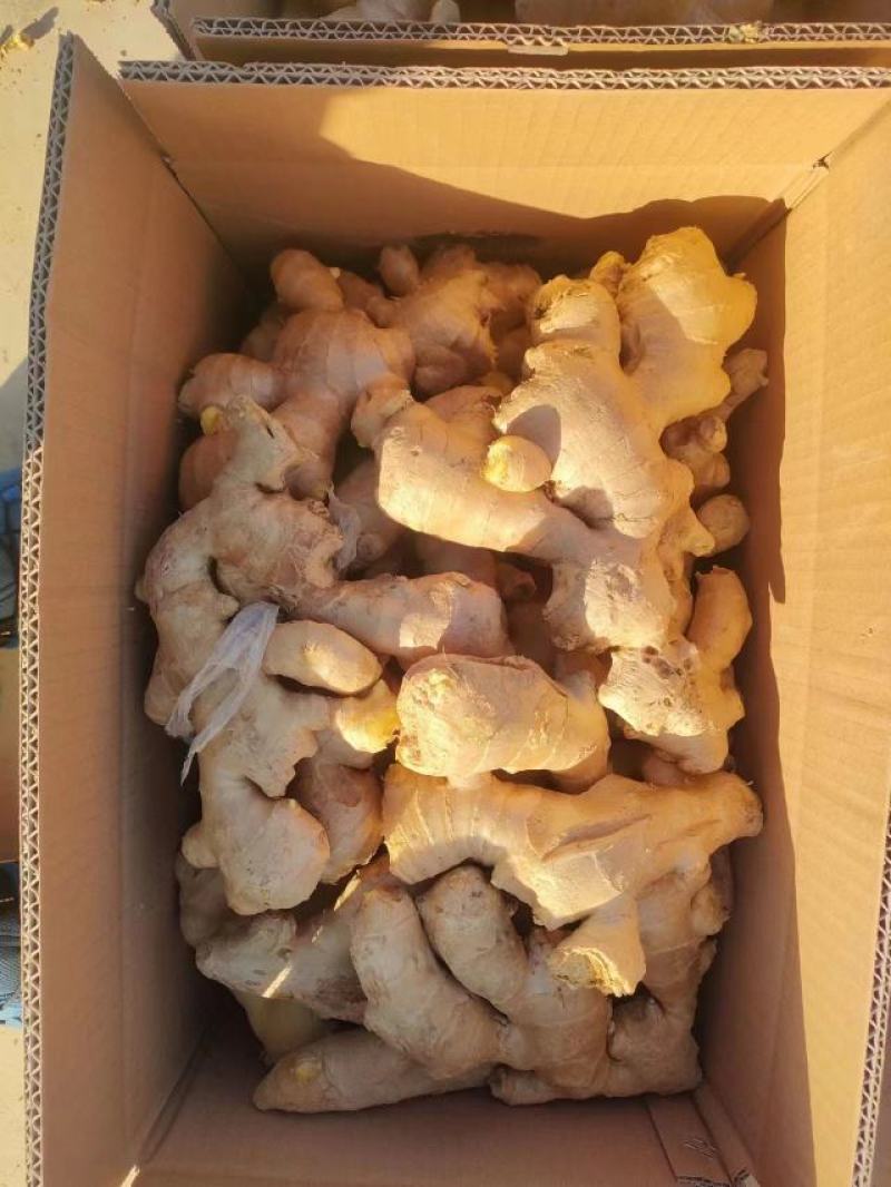山东优质大黄姜，电商货，团购货，水洗姜产地直发，全国代发