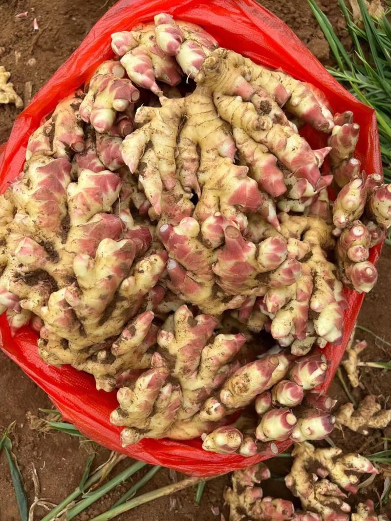 山东优质大黄姜，电商货，团购货，水洗姜产地直发，全国代发