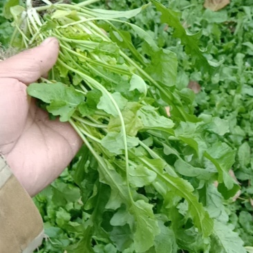 荠菜现挖发货量大优惠