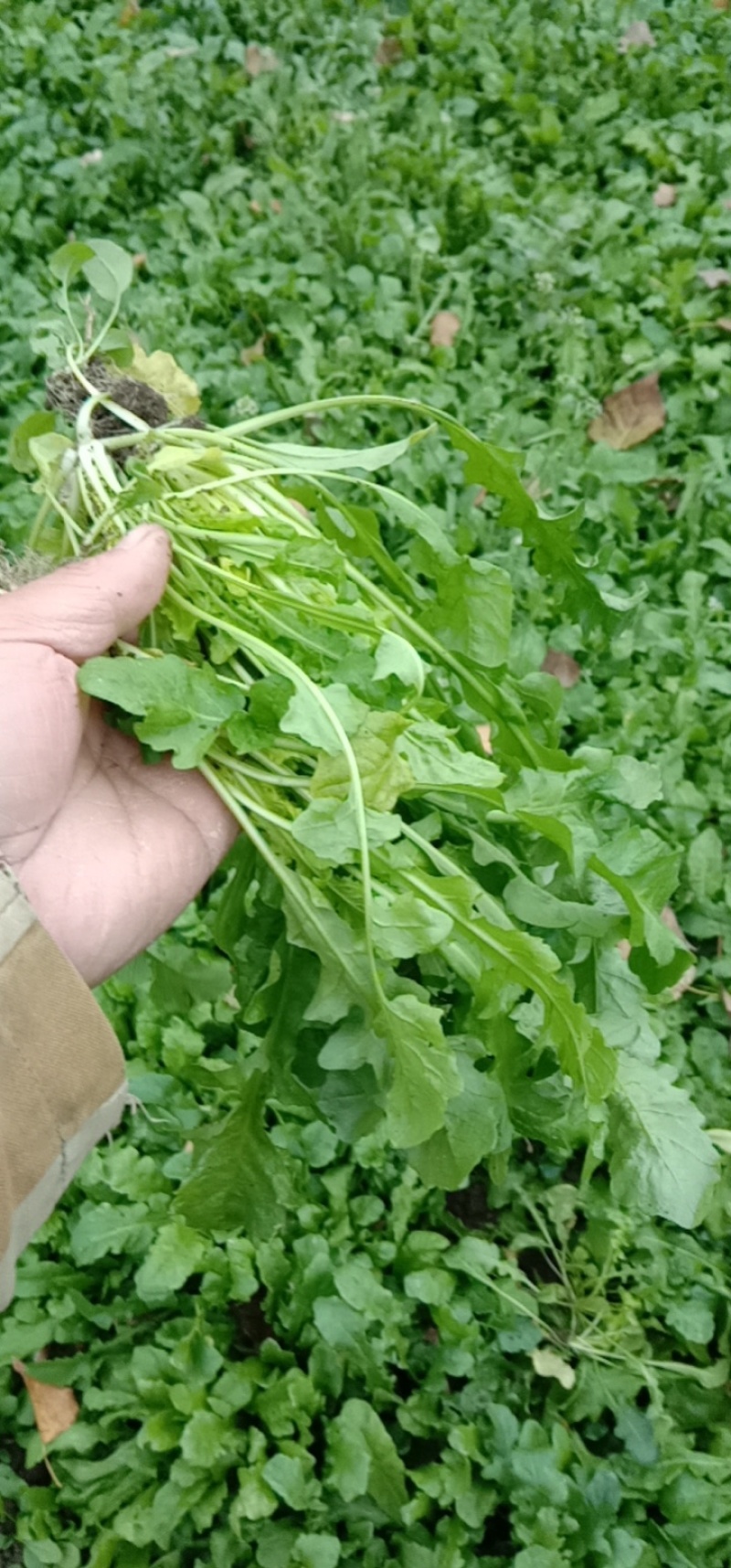 荠菜现挖发货量大优惠