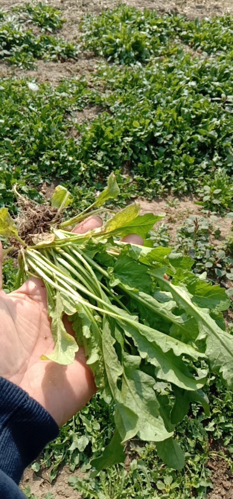 荠菜现挖发货量大优惠