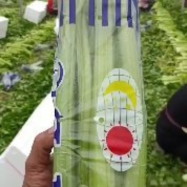 精品西芹