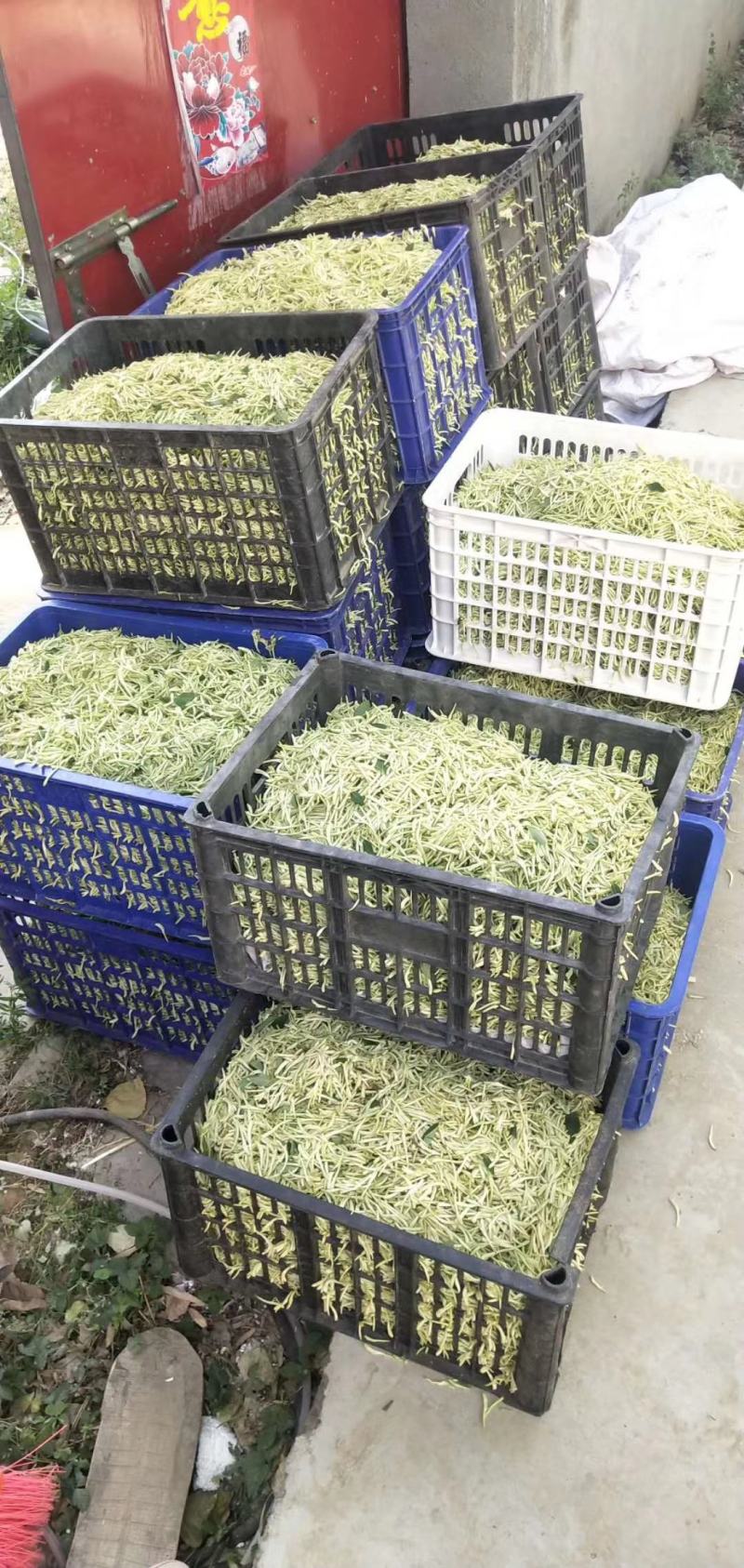 金银花(优质精选金银花)(北花金银花四季花金银花)