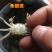 江苏大闸蟹蟹苗