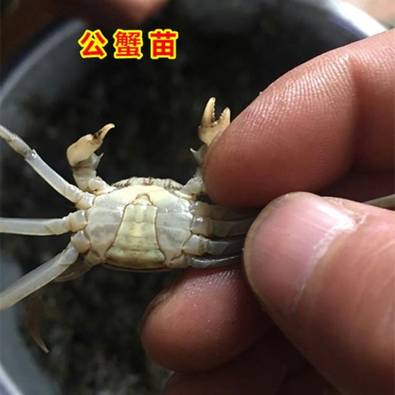 江苏大闸蟹蟹苗