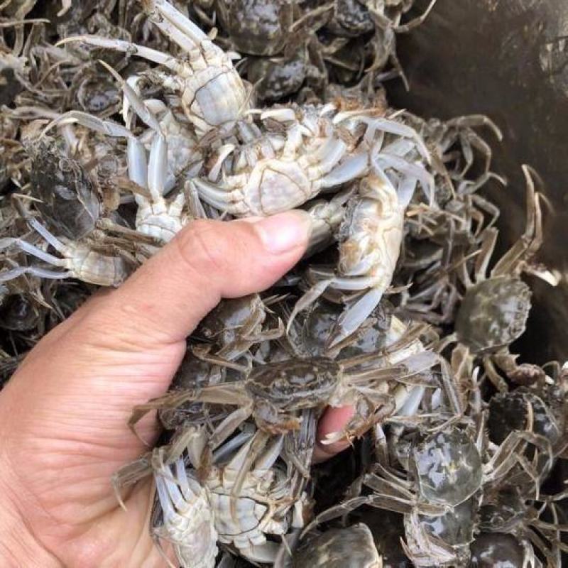 江苏大闸蟹蟹苗