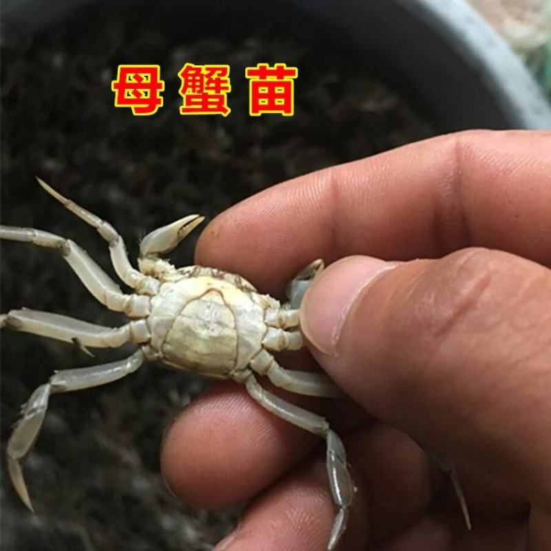 江苏大闸蟹蟹苗