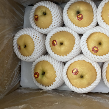 供应精品丰水梨、秋月梨，可出口加工、对接大型批发、商超