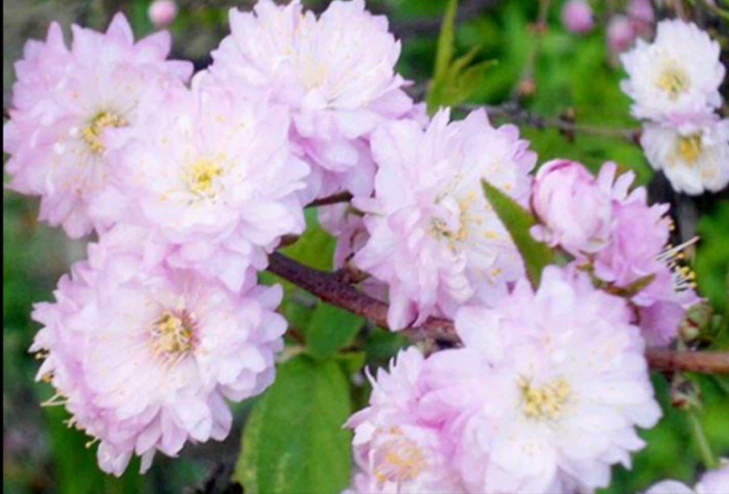 桃花朵的结构图,展示雄蕊和雌蕊的位置 桃花朵的结构图