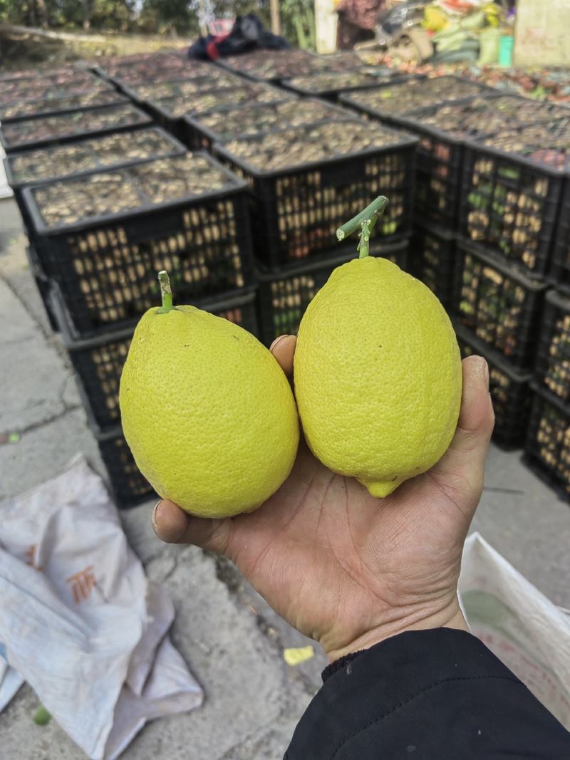 优力克柠檬，精品柠檬产地直销可以大量发货，对接全国市场。