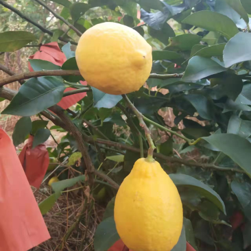 黄柠檬