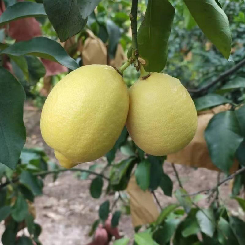 黄柠檬