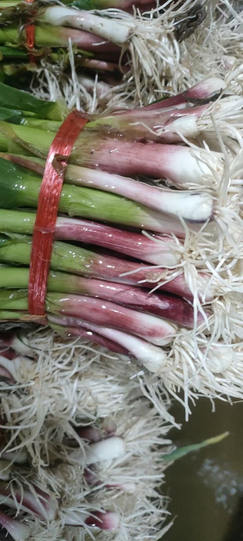 优质红根蒜苗