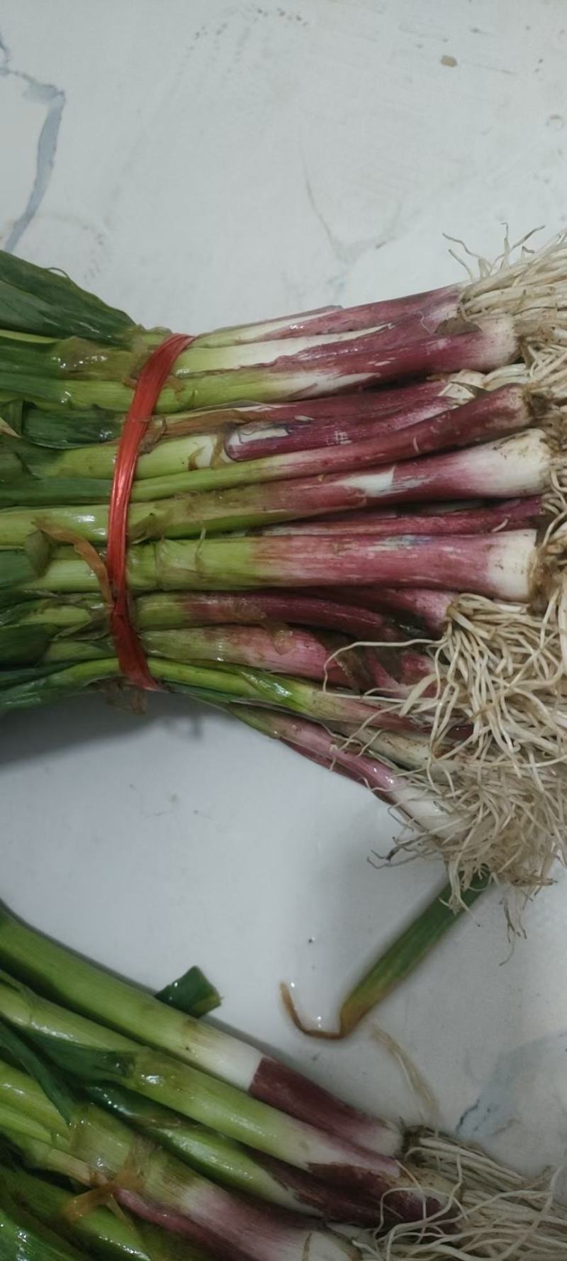 优质红根蒜苗