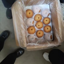 山东秦皇岛晚秋红梨一级果八两到一斤二两人工手选