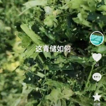 黄储需要可以预订