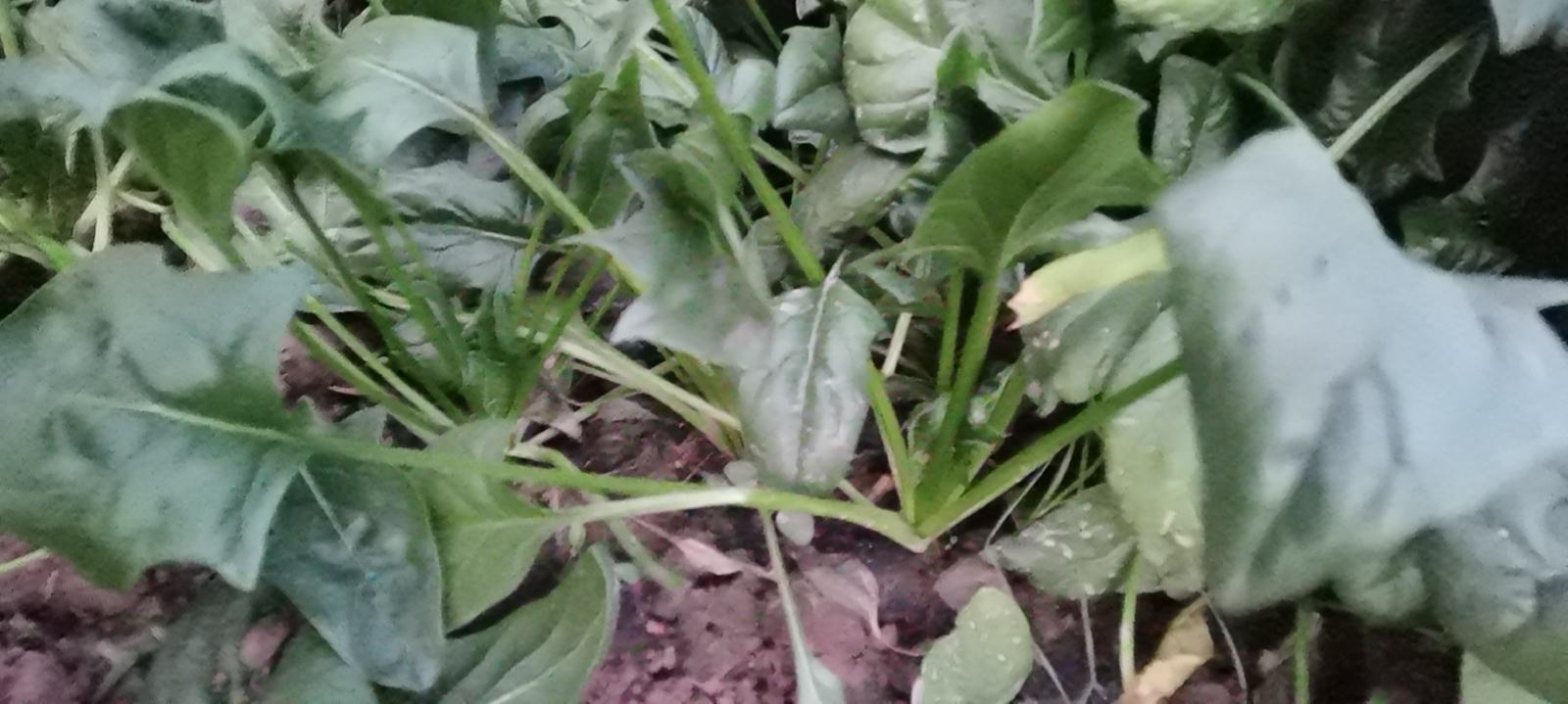菠菜抽薹现象