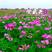 紫云英草种籽果园高产绿肥种子养蜂蜜源植物四季牧草红花草籽