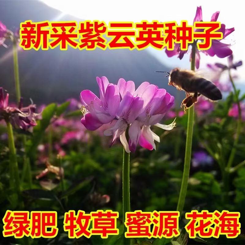 紫云英草种籽果园高产绿肥种子养蜂蜜源植物四季牧草红花草籽