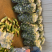 需要的朋友可以联系我