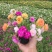 太阳花