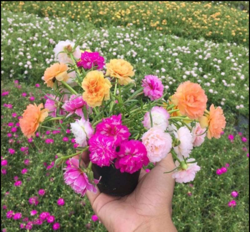 太阳花