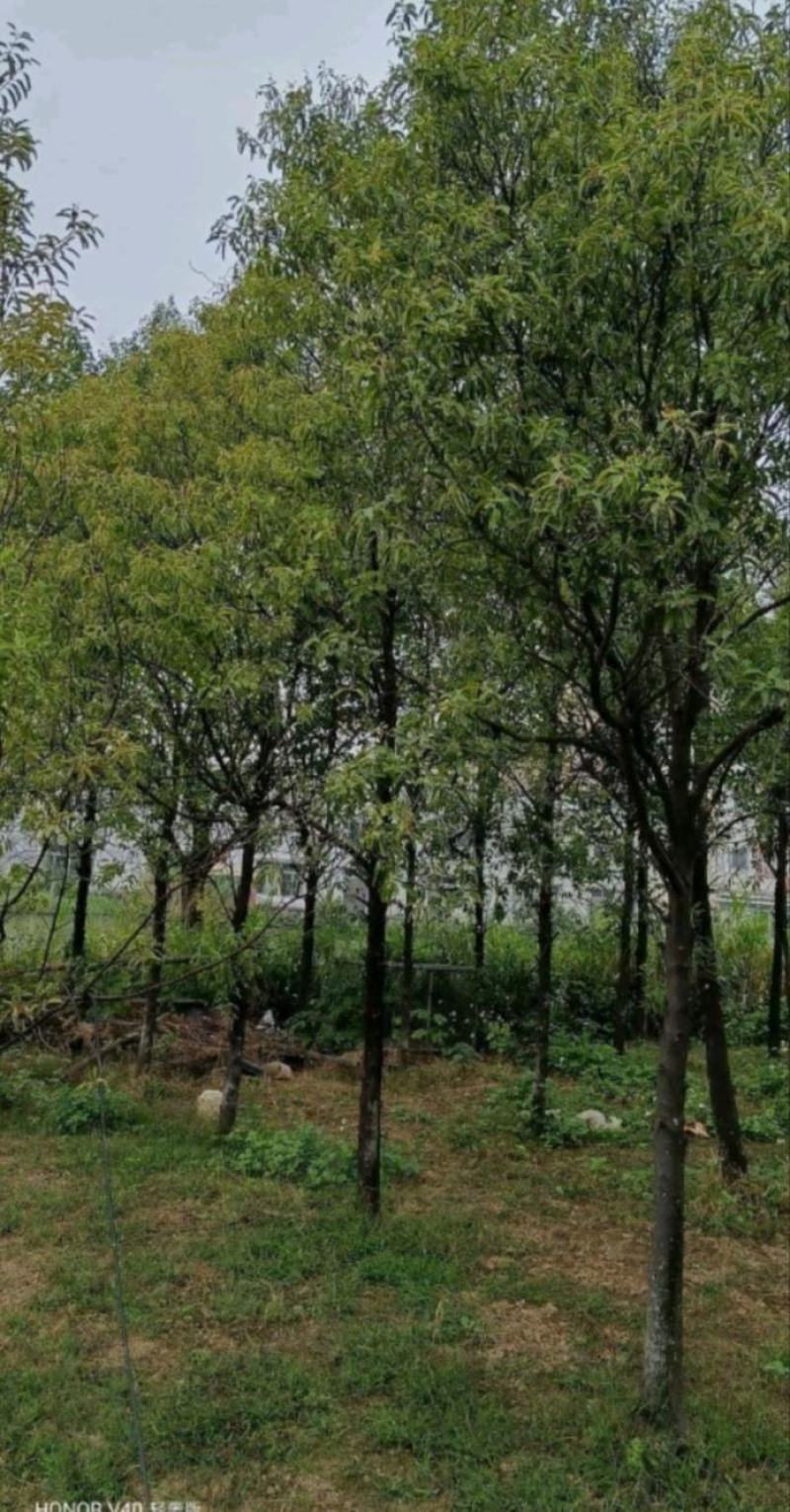 檀香树