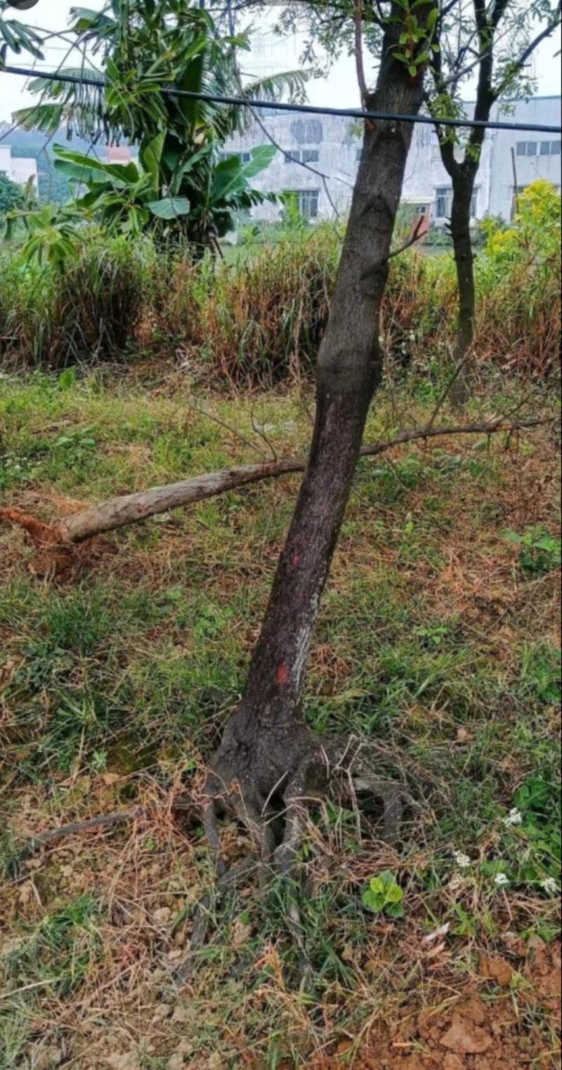 檀香树