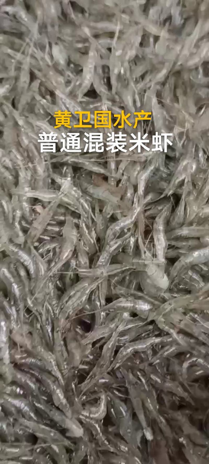 优质鲜活河虾产地直发:湖北潜江市:黄卫国水产