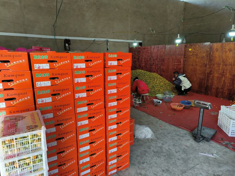 广西脆皮金桔，纯甜，化渣，口感好，风味佳！！