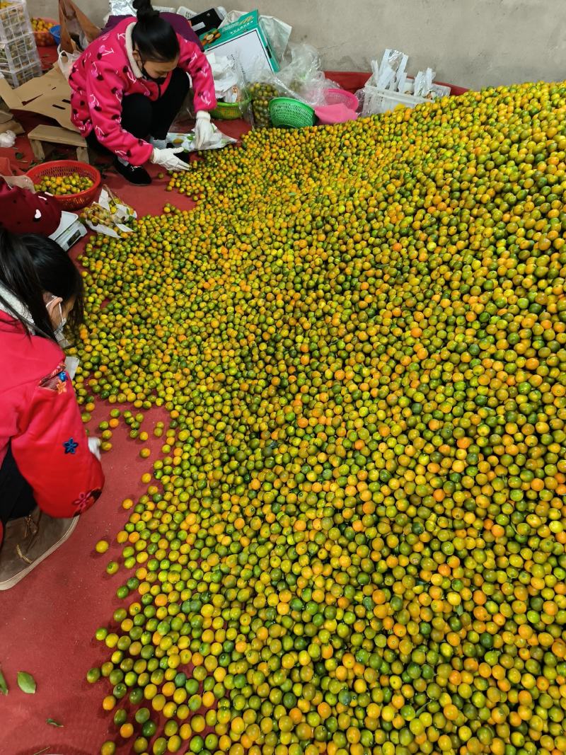 广西脆皮金桔，纯甜，化渣，口感好，风味佳！！