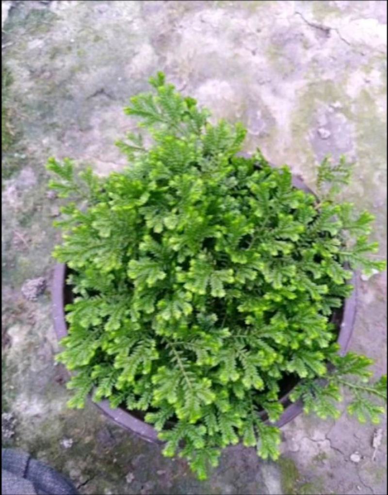 跳舞草苗