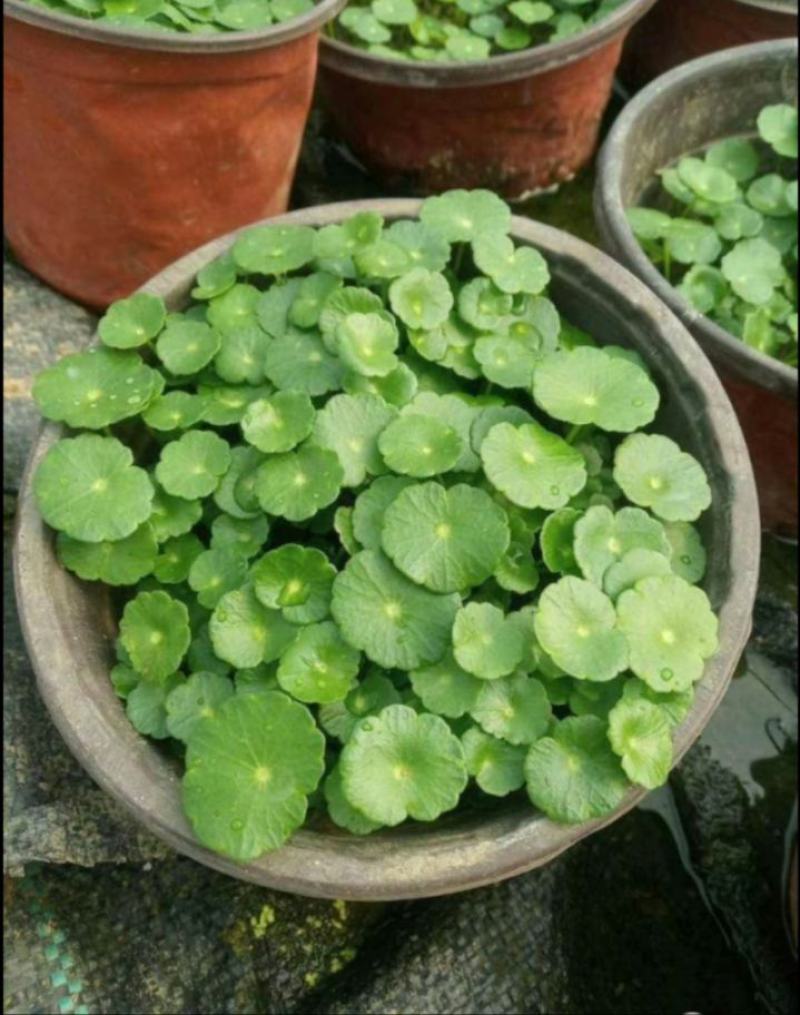 铜钱树苗