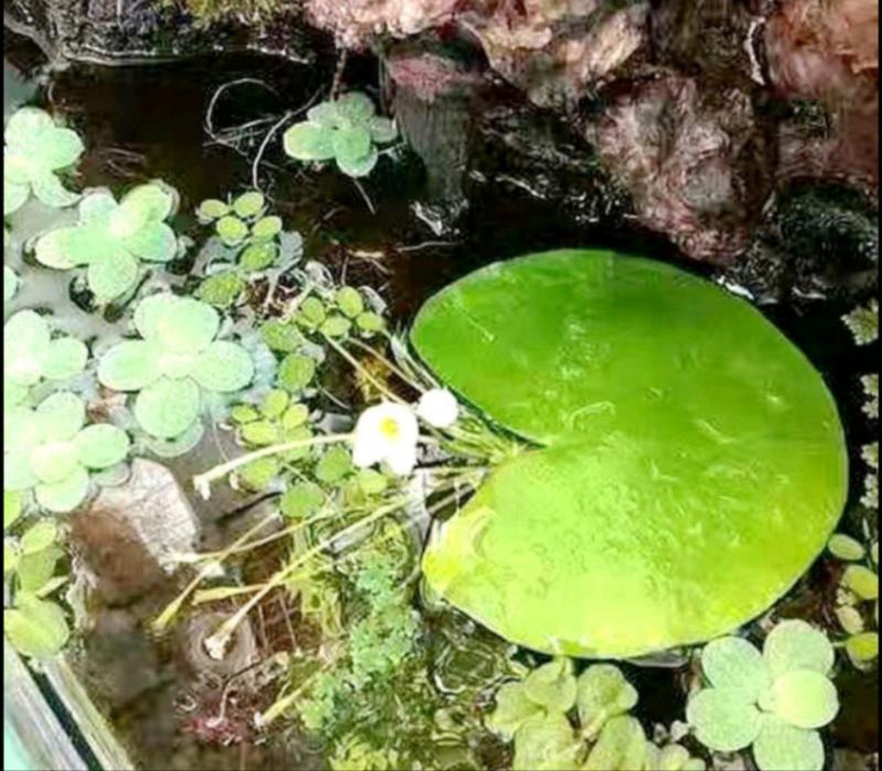 碗莲苗