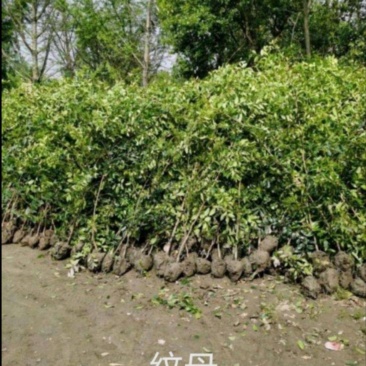 蚊母树