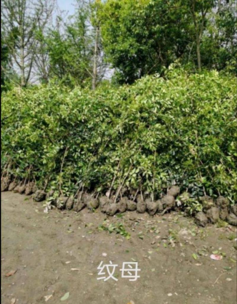 蚊母树