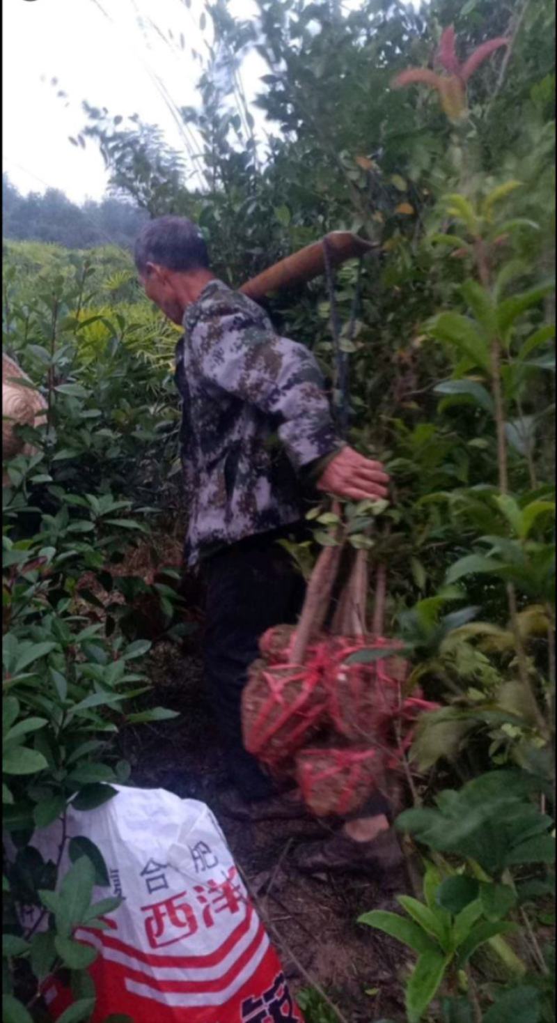 蚊母树