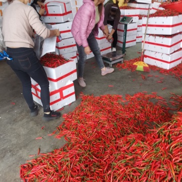 海南精品小米椒